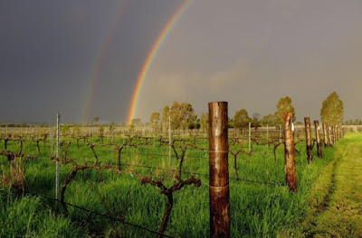 Rainbows over the Rosnay Organic Vineyards.